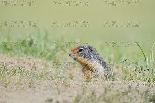 Columbia ground squirrel (Urocitellus columbianus, Spermophilus columbianus) at the burrow, Jasper National Park, Alberta, Canada