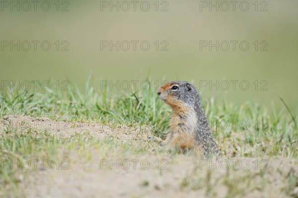 Columbia ground squirrel (Urocitellus columbianus, Spermophilus columbianus) at the burrow, Jasper National Park, Alberta, Canada