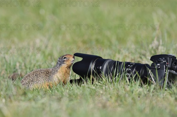 Columbia ground squirrel (Urocitellus columbianus, Spermophilus columbianus) curiously examining a camera lying in a meadow, Jasper National Park, Alberta, Canada