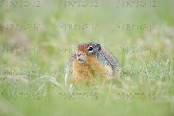 Columbia ground squirrel (Urocitellus columbianus, Spermophilus columbianus), Jasper National Park, Alberta, Canada