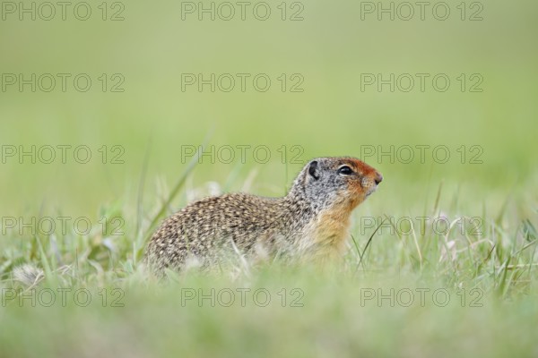 Columbia ground squirrel (Urocitellus columbianus, Spermophilus columbianus), Jasper National Park, Alberta, Canada