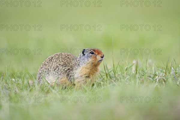 Columbia ground squirrel (Urocitellus columbianus, Spermophilus columbianus), Jasper National Park, Alberta, Canada