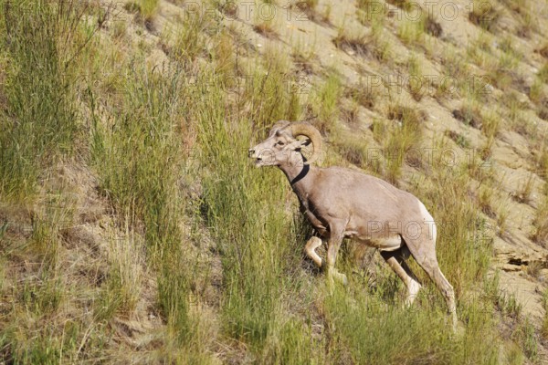 Rocky Mountains bighorn sheep (Ovis canadensis canadensis), ram, Banff National Park, Alberta, Canada