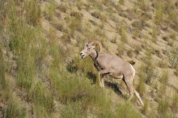 Rocky Mountains bighorn sheep (Ovis canadensis canadensis), ram, Banff National Park, Alberta, Canada
