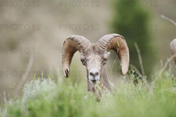 Rocky Mountains bighorn sheep (Ovis canadensis canadensis), ram, portrait, Banff National Park, Alberta, Canada