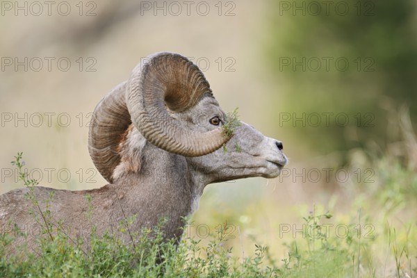Rocky Mountains bighorn sheep (Ovis canadensis canadensis), ram, portrait, Banff National Park, Alberta, Canada