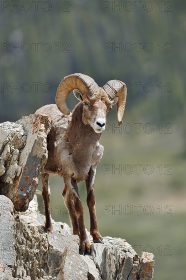 Rocky Mountains bighorn sheep (Ovis canadensis canadensis), ram standing on a rock, Jasper National Park, Alberta, Canada