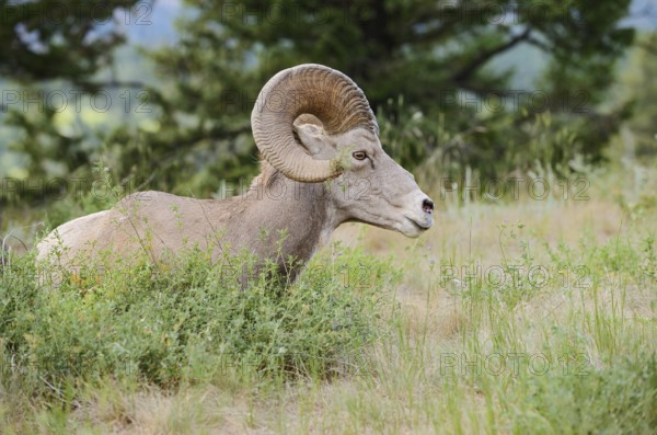 Rocky Mountains bighorn sheep (Ovis canadensis canadensis), ram, Banff National Park, Alberta, Canada