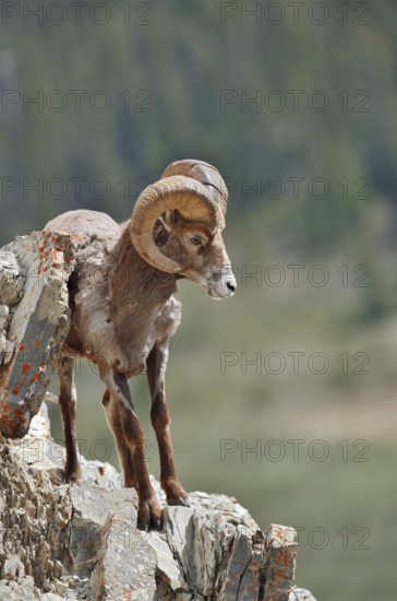 Rocky Mountains bighorn sheep (Ovis canadensis canadensis), ram standing on a rock, Jasper National Park, Alberta, Canada