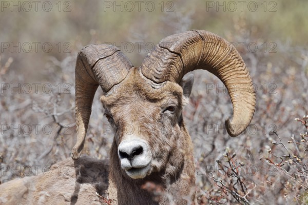 Rocky Mountains bighorn sheep (Ovis canadensis canadensis), ram, portrait, Jasper National Park, Alberta, Canada