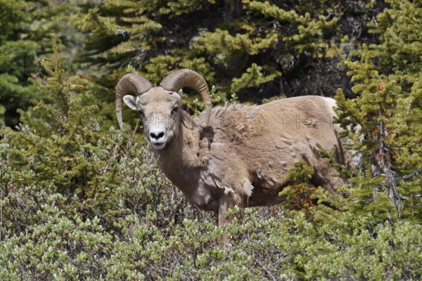 Rocky Mountains bighorn sheep (Ovis canadensis canadensis), ram, Jasper National Park, Alberta, Canada