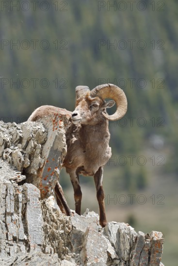 Rocky Mountains bighorn sheep (Ovis canadensis canadensis), ram standing on a rock, Jasper National Park, Alberta, Canada