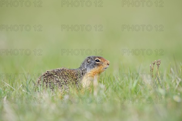 Columbia ground squirrel (Urocitellus columbianus, Spermophilus columbianus), Jasper National Park, Alberta, Canada