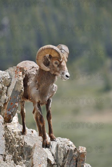 Rocky Mountains bighorn sheep (Ovis canadensis canadensis), ram standing on a rock, Jasper National Park, Alberta, Canada
