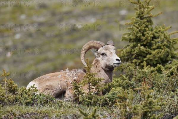 Rocky Mountains bighorn sheep (Ovis canadensis canadensis), ram, Jasper National Park, Alberta, Canada