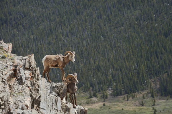 Rocky Mountains bighorn sheep (Ovis canadensis canadensis), rams standing on a rock, Jasper National Park, Alberta, Canada