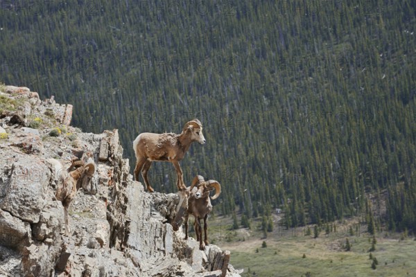 Rocky Mountains bighorn sheep (Ovis canadensis canadensis), rams standing on a rock, Jasper National Park, Alberta, Canada