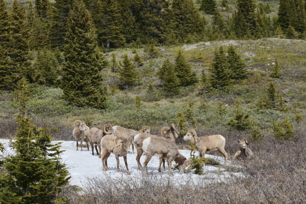 Rocky Mountains bighorn sheep (Ovis canadensis canadensis), rams standing on a snowfield in spring, Jasper National Park, Alberta, Canada