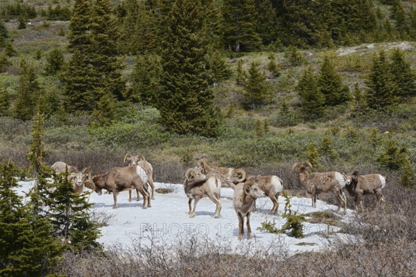 Rocky Mountains bighorn sheep (Ovis canadensis canadensis), rams standing on a snowfield in spring, Jasper National Park, Alberta, Canada