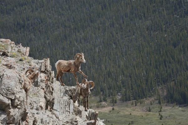 Rocky Mountains bighorn sheep (Ovis canadensis canadensis), rams standing on a rock, Jasper National Park, Alberta, Canada