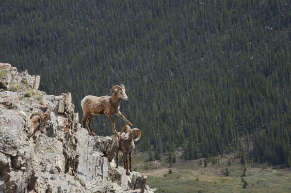 Rocky Mountains bighorn sheep (Ovis canadensis canadensis), rams standing on a rock, Jasper National Park, Alberta, Canada