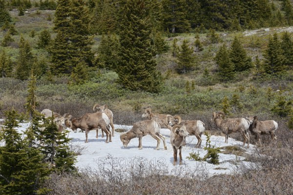 Rocky Mountains bighorn sheep (Ovis canadensis canadensis), rams standing on a snowfield in spring, Jasper National Park, Alberta, Canada