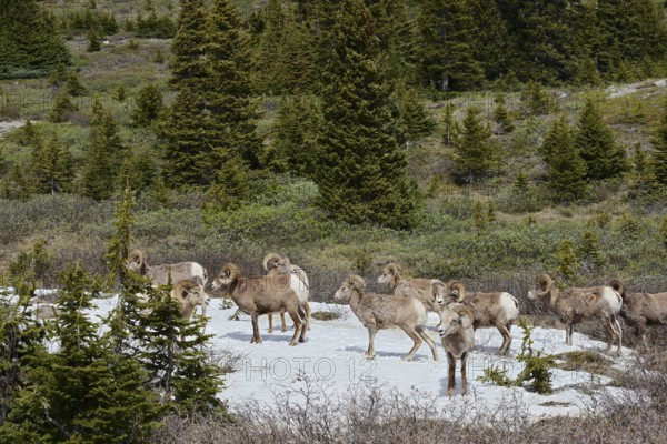 Rocky Mountains bighorn sheep (Ovis canadensis canadensis), rams standing on a snowfield in spring, Jasper National Park, Alberta, Canada