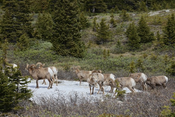 Rocky Mountains bighorn sheep (Ovis canadensis canadensis), rams standing on a snowfield in spring, Jasper National Park, Alberta, Canada