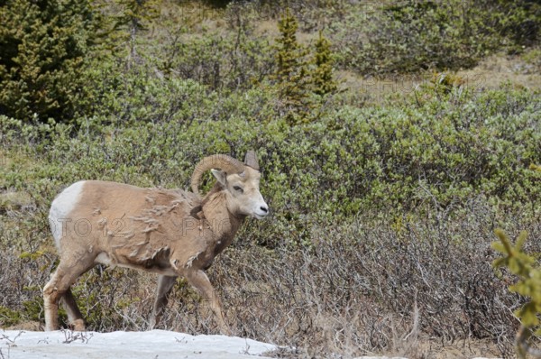 Rocky Mountains bighorn sheep (Ovis canadensis canadensis), ram, Jasper National Park, Alberta, Canada