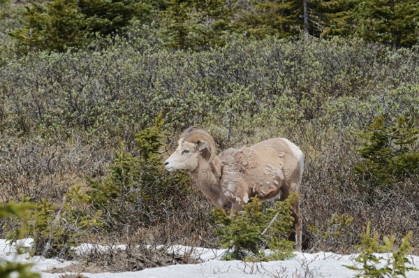 Rocky Mountains bighorn sheep (Ovis canadensis canadensis), ram, Jasper National Park, Alberta, Canada