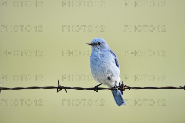 Mountain Bluebird (Sialia currucoides), male sitting on barbed wire fence, Waterton Lakes National Park, Alberta, Canada