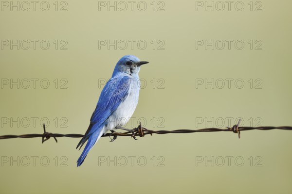 Mountain Bluebird (Sialia currucoides), male sitting on barbed wire fence, Waterton Lakes National Park, Alberta, Canada