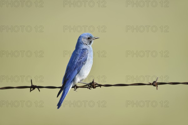 Mountain Bluebird (Sialia currucoides), male sitting on barbed wire fence, Waterton Lakes National Park, Alberta, Canada