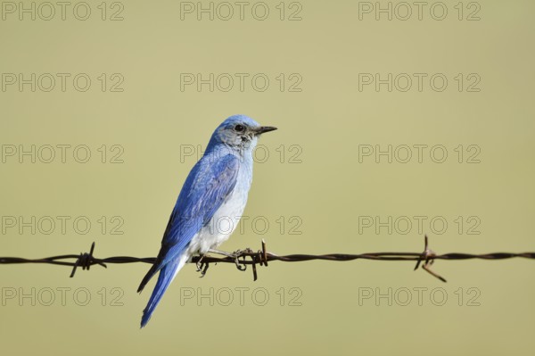 Mountain Bluebird (Sialia currucoides), male sitting on barbed wire fence, Waterton Lakes National Park, Alberta, Canada
