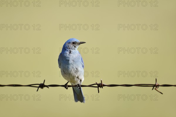 Mountain Bluebird (Sialia currucoides), male sitting on barbed wire fence, Waterton Lakes National Park, Alberta, Canada