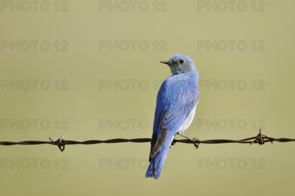 Mountain Bluebird (Sialia currucoides), male sitting on barbed wire fence, Waterton Lakes National Park, Alberta, Canada