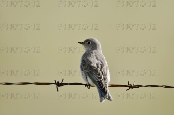 Mountain Bluebird (Sialia currucoides), female sitting on barbed wire fence, Waterton Lakes National Park, Alberta, Canada