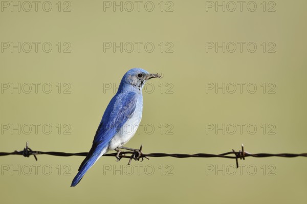 Mountain Bluebird (Sialia currucoides), male sitting on barbed wire fence, Waterton Lakes National Park, Alberta, Canada