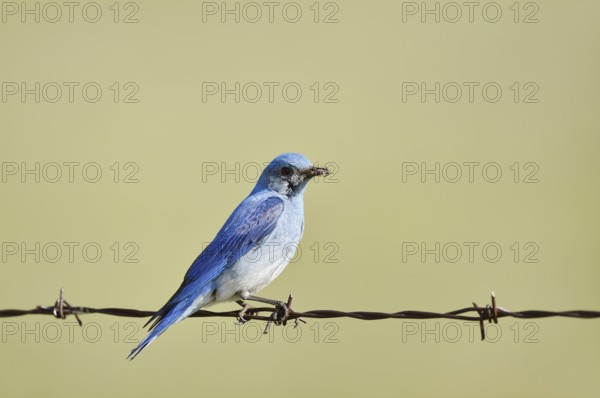 Mountain Bluebird (Sialia currucoides), male sitting on barbed wire fence, Waterton Lakes National Park, Alberta, Canada