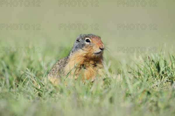 Columbia ground squirrel (Urocitellus columbianus, Spermophilus columbianus) in a meadow, Jasper National Park, Alberta, Canada