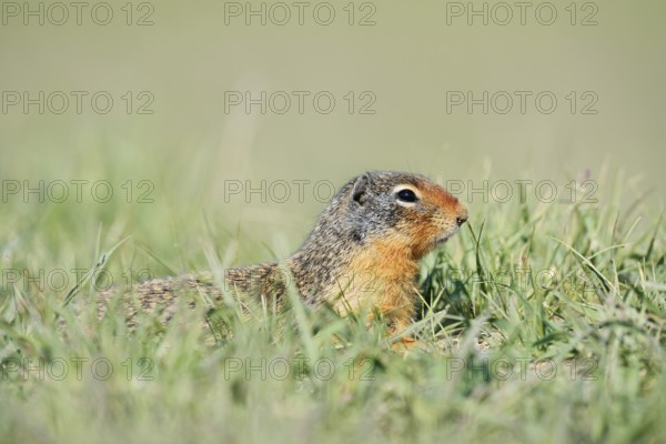 Columbia ground squirrel (Urocitellus columbianus, Spermophilus columbianus), Jasper National Park, Alberta, Canada
