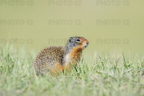 Columbia ground squirrel (Urocitellus columbianus, Spermophilus columbianus), Jasper National Park, Alberta, Canada