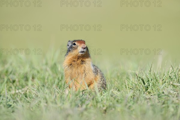 Columbia ground squirrel (Urocitellus columbianus, Spermophilus columbianus), Jasper National Park, Alberta, Canada