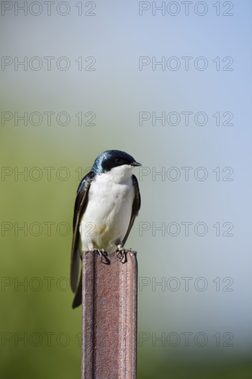Swamp Swallow (Tachycineta bicolor), Waterton Lakes National Park, Alberta, Canada