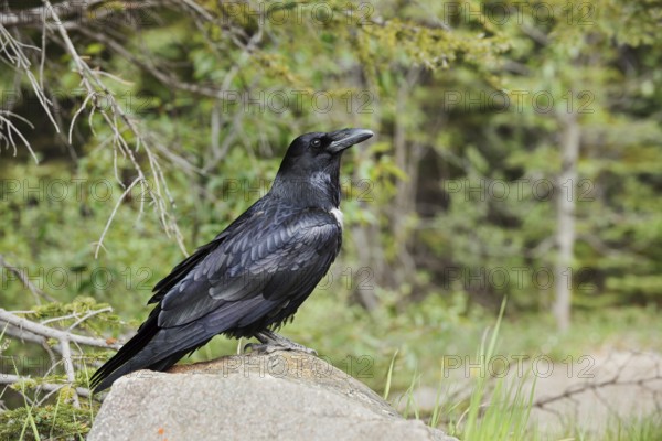 Raven (Corvus corax) sitting on a rock, Banff National Park, Alberta, Canada