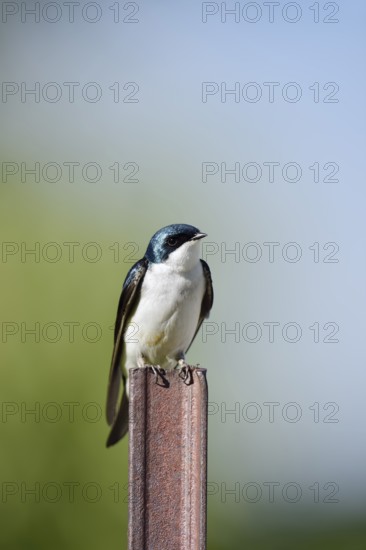 Swamp Swallow (Tachycineta bicolor), Waterton Lakes National Park, Alberta, Canada