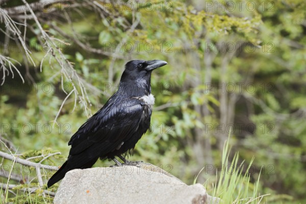 Raven (Corvus corax) sitting on a rock, Banff National Park, Alberta, Canada