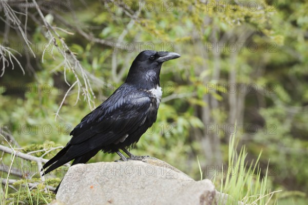 Raven (Corvus corax) sitting on a rock, Banff National Park, Alberta, Canada