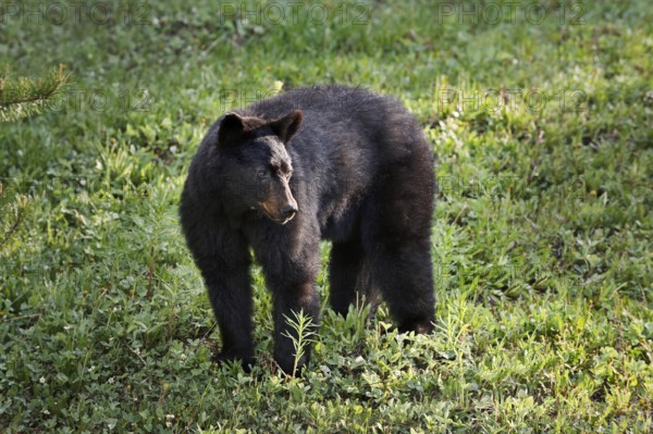 American Black Bear (Ursus americanus), Banff National Park, Alberta, Canada