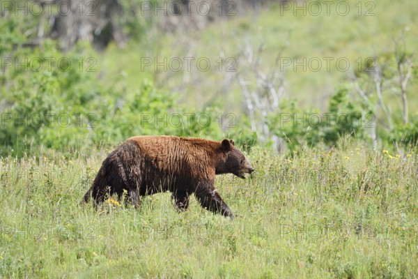 American Black Bear (Ursus americanus), cinnamon-coloured morph, Waterton Lakes National Park, Alberta, Canada